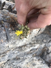 Ericameria obovata
