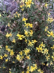 Ericameria obovata