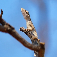 Polychrus acutirostris