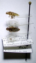 Stictopleurus abutilon