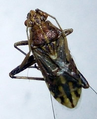 Stictopleurus abutilon