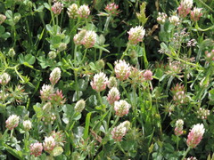 Trifolium incarnatum molinerii