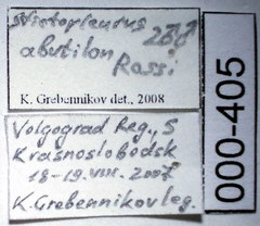 Stictopleurus abutilon