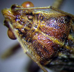 Stictopleurus abutilon