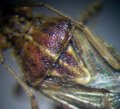 Stictopleurus abutilon