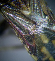 Stictopleurus abutilon