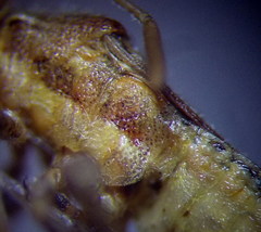 Stictopleurus abutilon