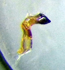 Stictopleurus abutilon