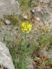 Erysimum maremmanum