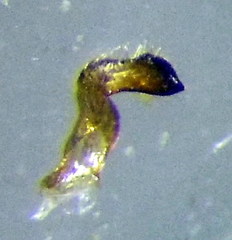 Stictopleurus abutilon