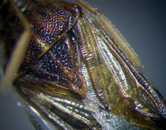 Stictopleurus abutilon