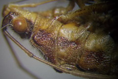 Stictopleurus abutilon