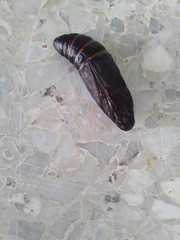 Lepidoptera