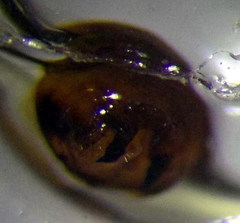 Stictopleurus abutilon