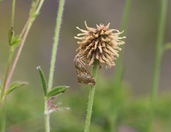 Evergestis politalis