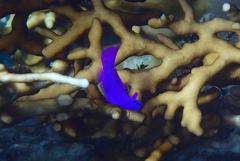 Pseudochromis fridmani