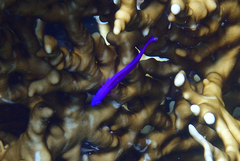 Pseudochromis fridmani