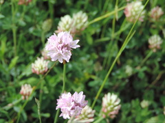 Armeria saviana