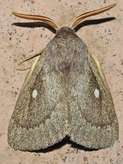 Lasiocampa serrula