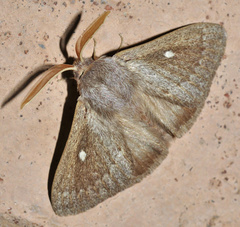 Lasiocampa serrula