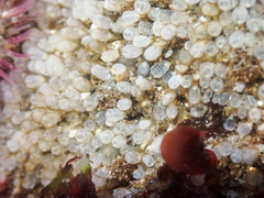 Pycnoclavella stanleyi