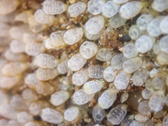 Pycnoclavella stanleyi