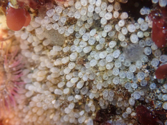 Pycnoclavella stanleyi