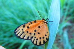 Pentila pauli pauli
