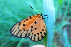 Pentila pauli pauli