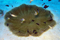 Amphiprion tricinctus