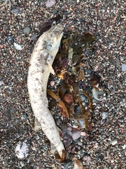 Scyliorhinus canicula