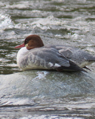 Mergus merganser
