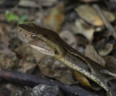 Bothrops moojeni