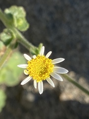 Amauria rotundifolia