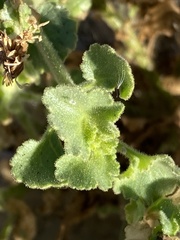 Amauria rotundifolia