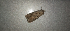 Agrotis subspinifera