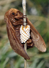 Malacosoma alpicolum