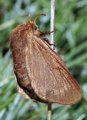 Malacosoma alpicolum