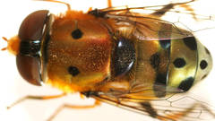 Austalis pulchella