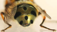 Austalis pulchella