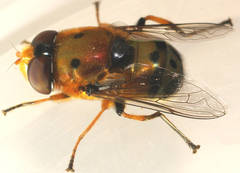 Austalis pulchella