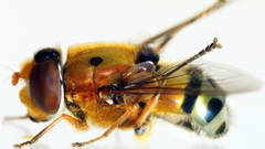 Austalis pulchella