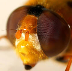 Austalis pulchella