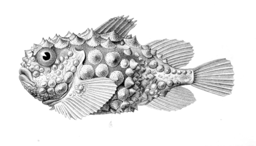 Atlantic Spiny Lumpsucker