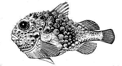 Atlantic Spiny Lumpsucker