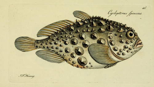 Atlantic Spiny Lumpsucker