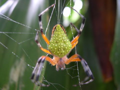 Eriophora nephiloides