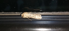 Agrotis subspinifera