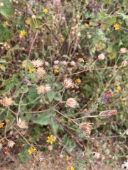 Simsia lagasceiformis