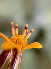 Simsia lagasceiformis